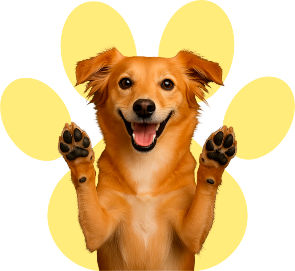 Cachorro feliz